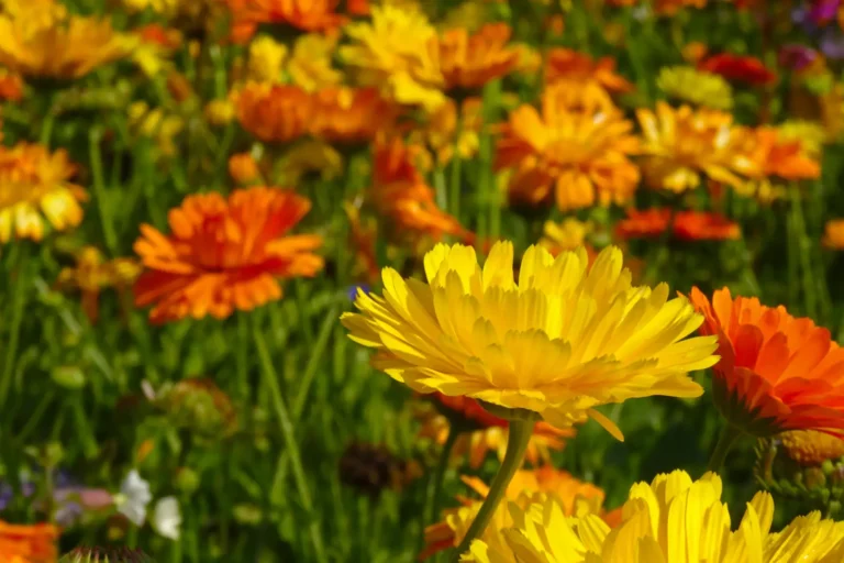 Sonnenmeer Blumenwiese aussäen