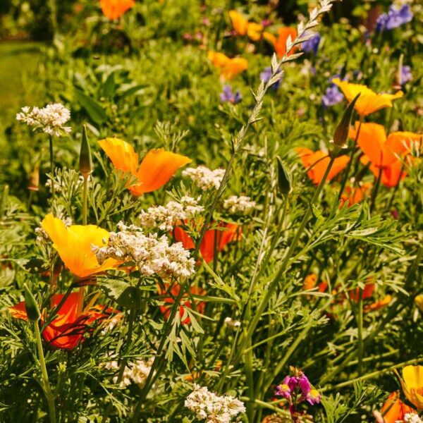 Blumenwiese Honigtraum – Bild 9