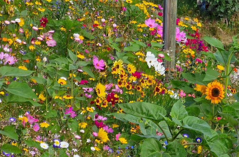 Oma’s Blumenwiese aussäen