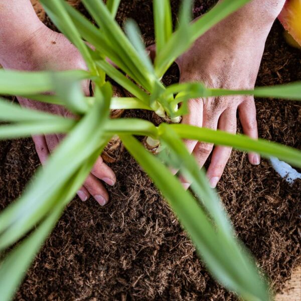 Blumenerde – Bild 5