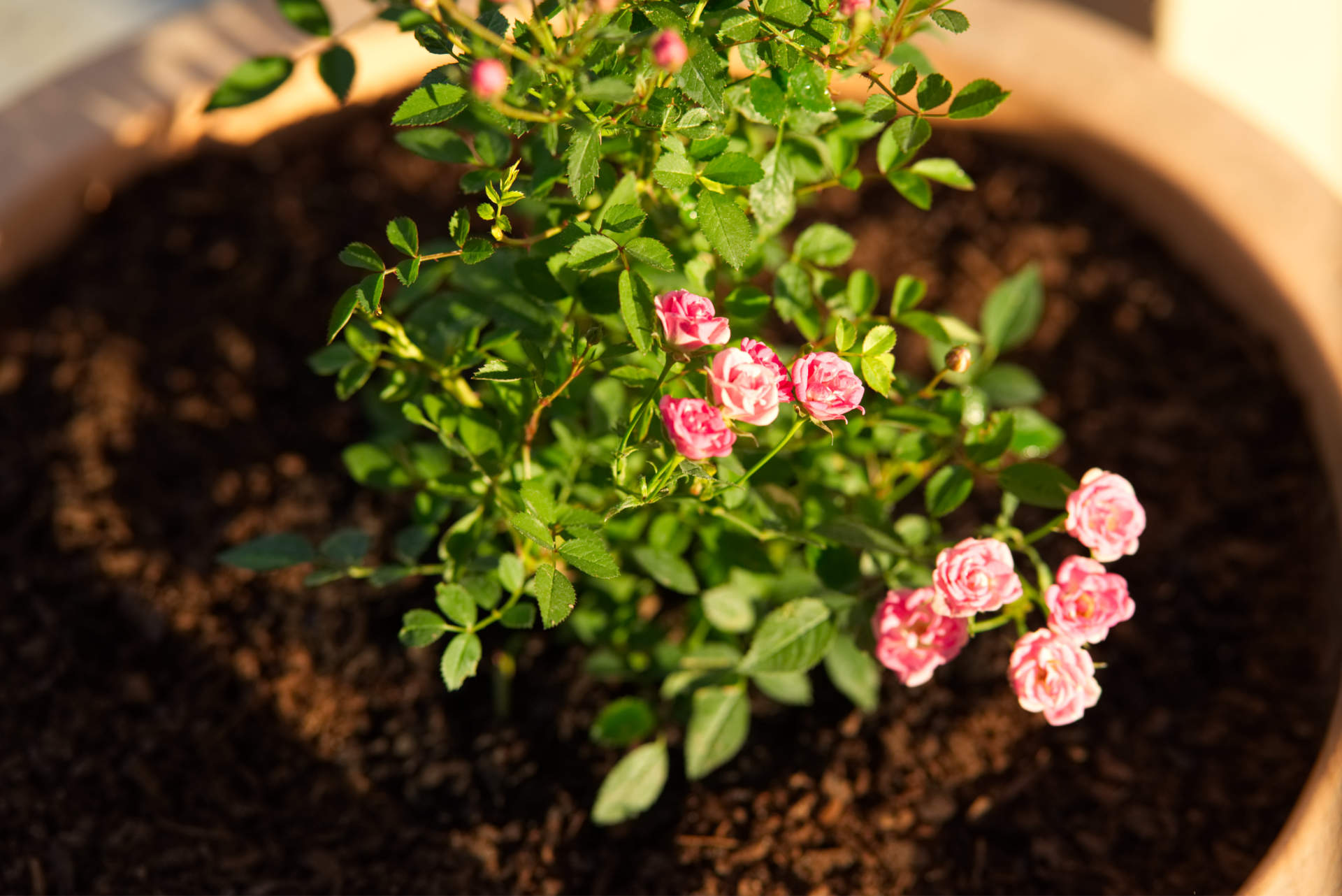 Rindenhumus lose – Bild 2