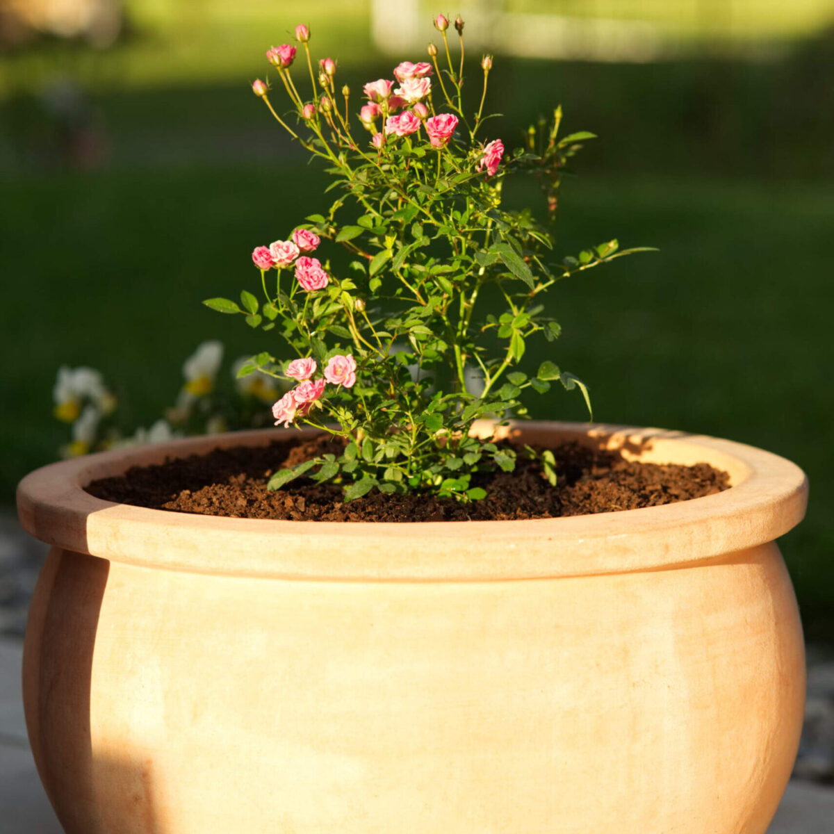 Rindenhumus lose – Bild 3