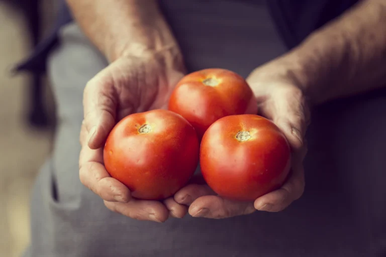 Tomaten pflanzen