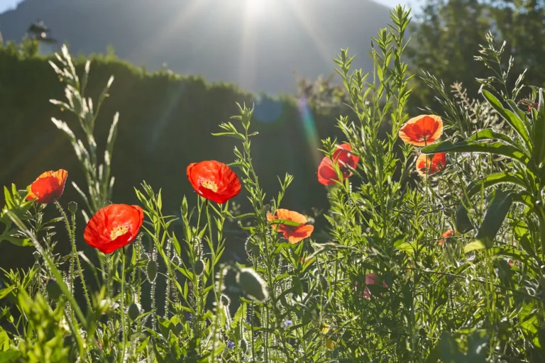 Voll-Mohn-Blumenwiese aussäen