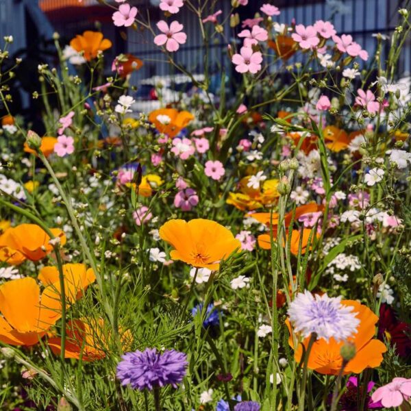 Blumenwiese Bienen-Bar – Bild 8