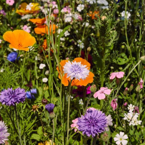 Blumenwiese Bienen-Bar – Bild 7