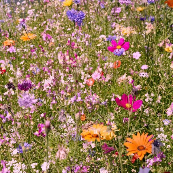 Blumenwiese Bienen-Bar – Bild 6
