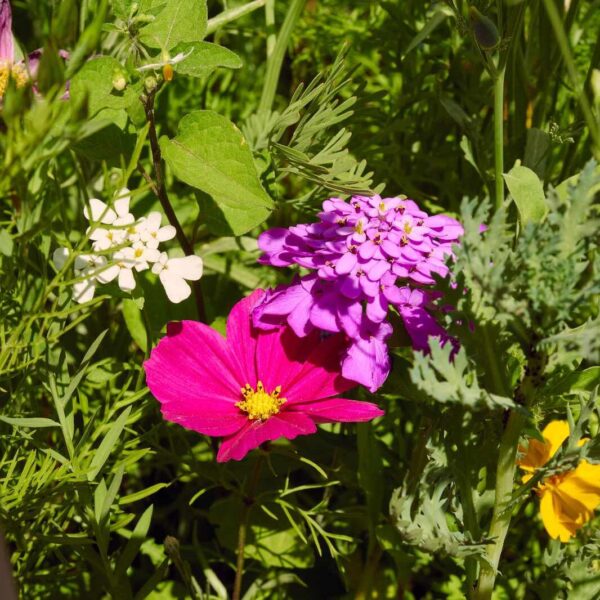 Blumenwiese Bienen-Bar – Bild 5