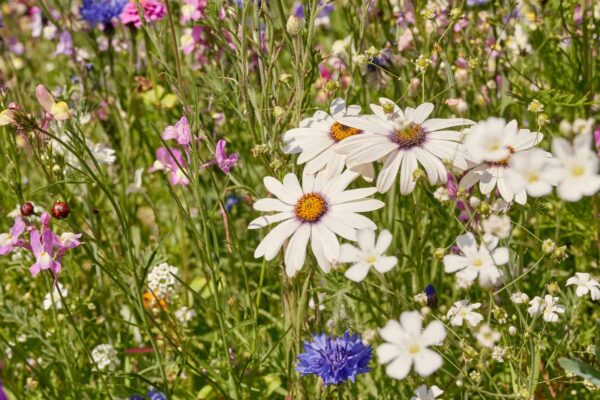 Blumenwiese Blütenzauber – Bild 11