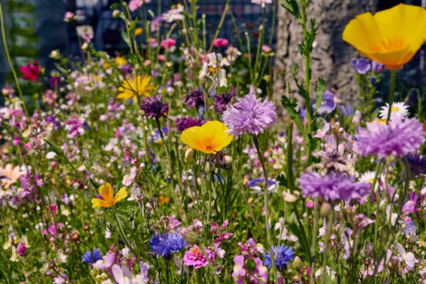 Blumenwiese Blütenzauber – Bild 10