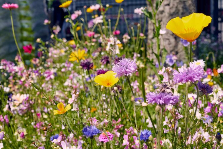 Blumenwiese aussäen