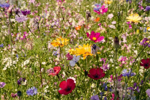 Blumenwiese Blütenzauber – Bild 8