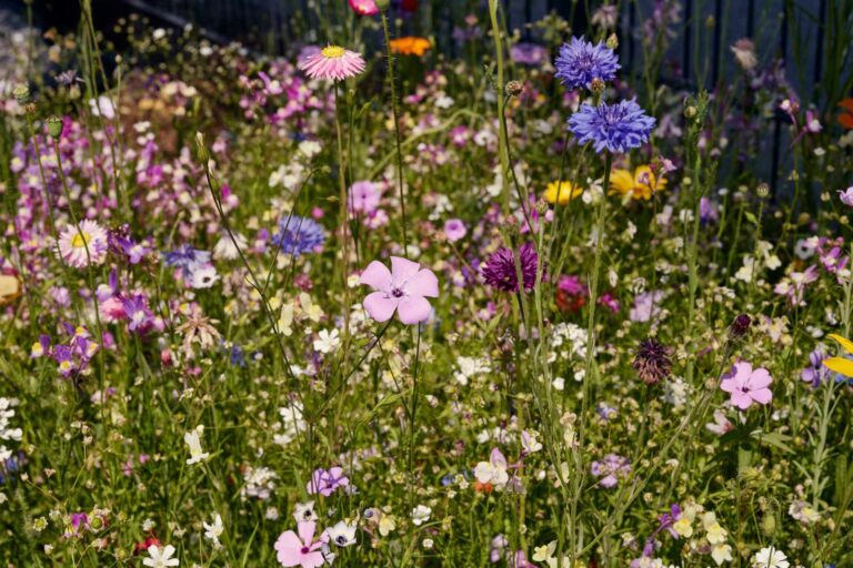 Blütenzauber Blumenwiese aussäen