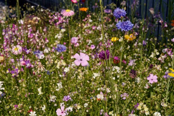 Blumenwiese Blütenzauber – Bild 7