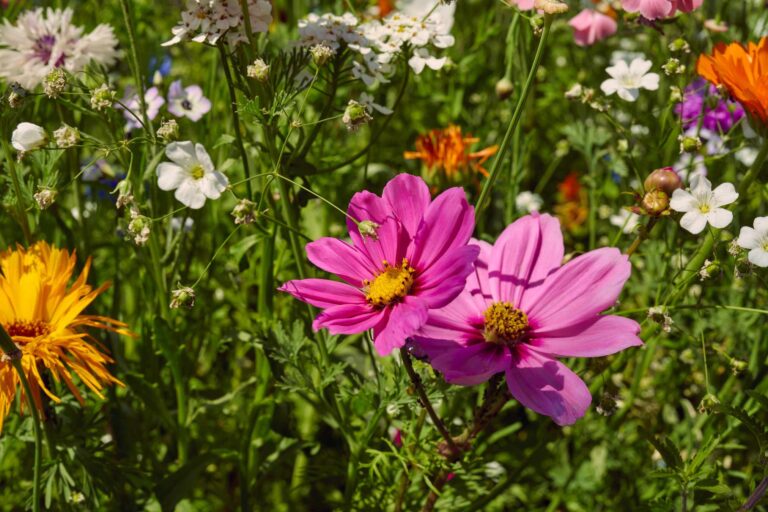 Bienen-Bar Blumenwiese aussäen