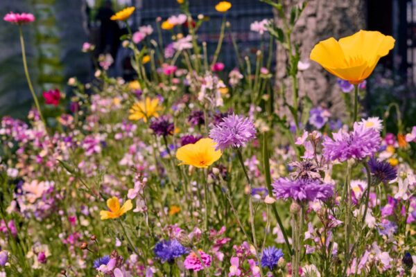 Blumenwiese Blütenzauber – Bild 6