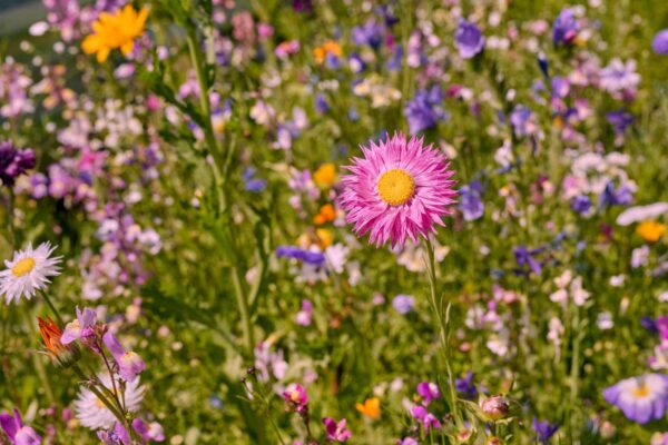Blumenwiese Blütenzauber – Bild 5