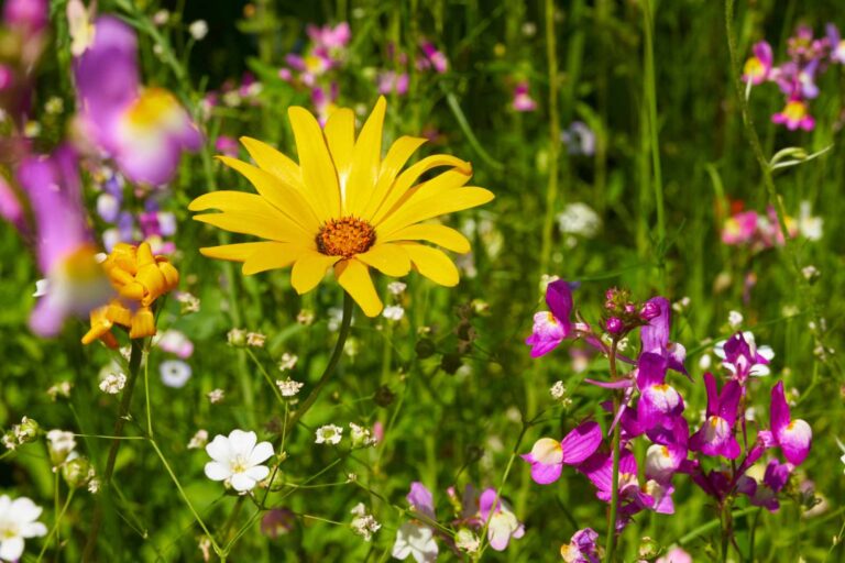 Honigtraum Blumenwiese aussäen