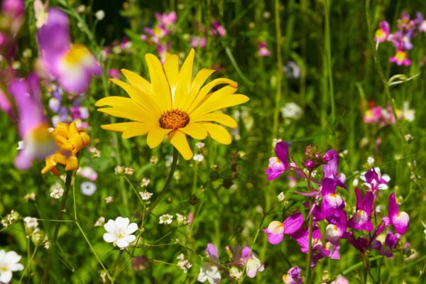Blumenwiese Honigtraum – Bild 10
