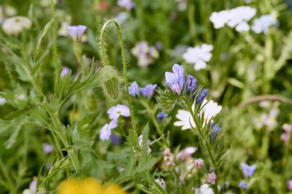 Blumenwiese Honigtraum – Bild 11