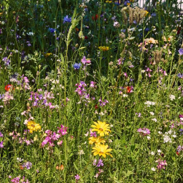 Oma´s Blumenwiese – Bild 10
