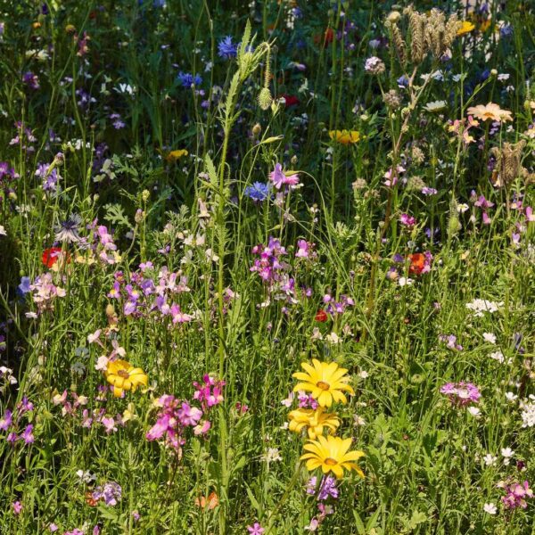 Oma´s Blumenwiese – Bild 8