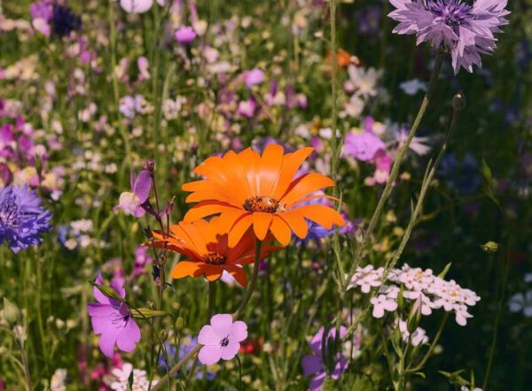 Oma´s Blumenwiese – Bild 7
