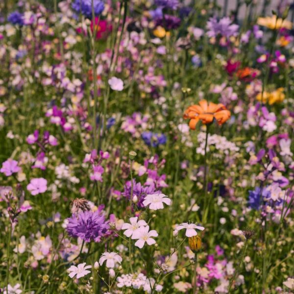 Oma´s Blumenwiese – Bild 6