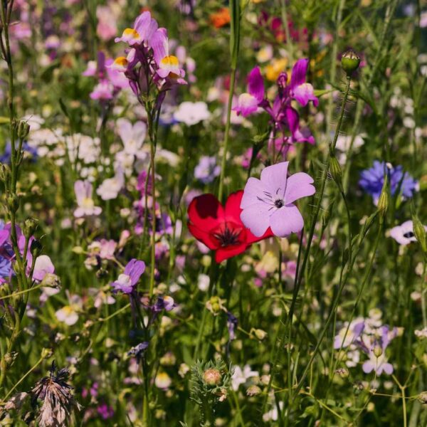 Oma´s Blumenwiese – Bild 5