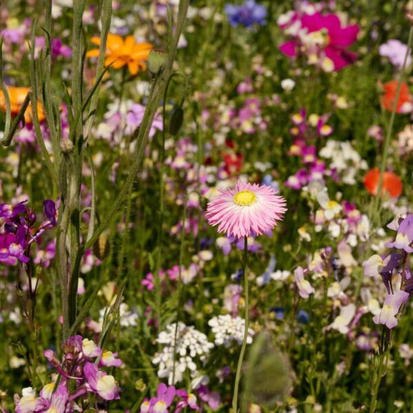 Oma´s Blumenwiese – Bild 9
