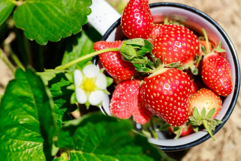 Erdbeeren pflanzen